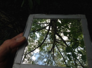 Mirrors and trees
