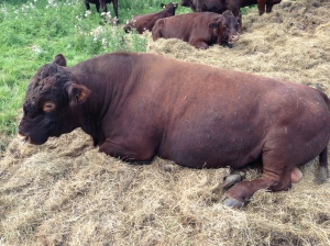 Resting bull